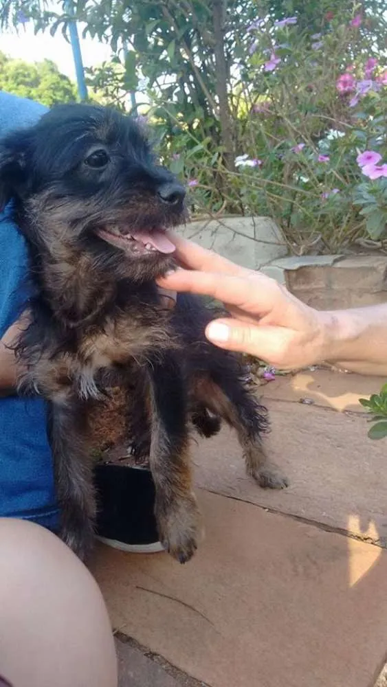 Cachorro ra a indefinida idade 2 a 6 meses nome john / Meg / Jully
