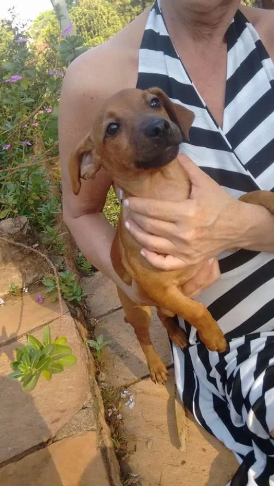 Cachorro ra a indefinida idade 2 a 6 meses nome john / Meg / Jully