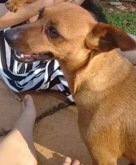 Cachorro ra a indefinida idade 2 a 6 meses nome john / Meg / Jully