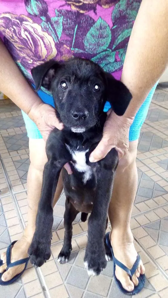 Cachorro ra a Não defendia idade 2 a 6 meses nome Pretinha