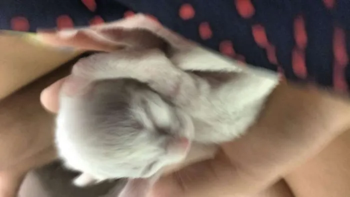 Gato raça  idade Abaixo de 2 meses nome filhotes