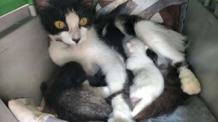Gato raça  idade Abaixo de 2 meses nome filhotes