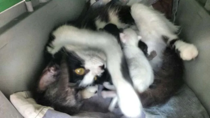 Gato raça  idade Abaixo de 2 meses nome filhotes