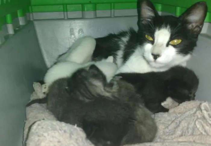 Gato raça  idade Abaixo de 2 meses nome filhotes