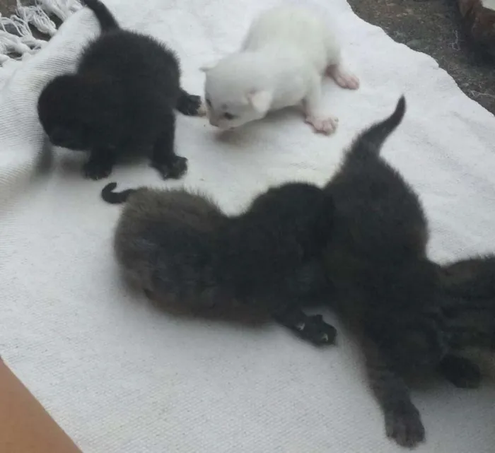 Gato raça  idade Abaixo de 2 meses nome filhotes
