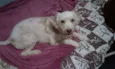Belinha