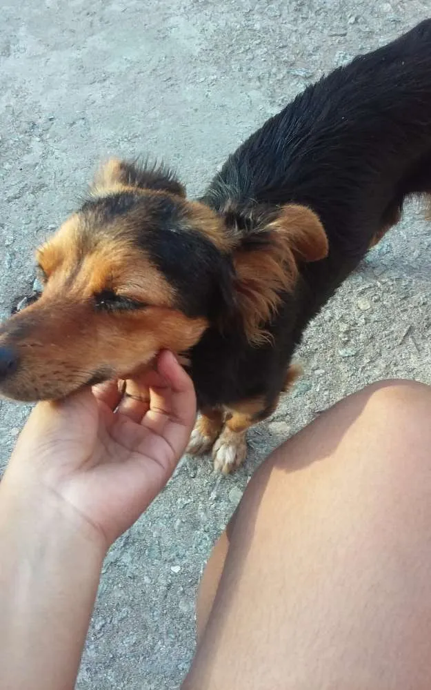 Cachorro raça Desconhecida idade  nome Aurora