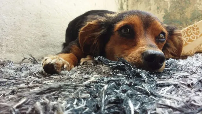 Cachorro raça Desconhecida idade  nome Aurora