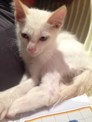 Gato raça Siamês  idade 7 a 11 meses nome Godofredo 