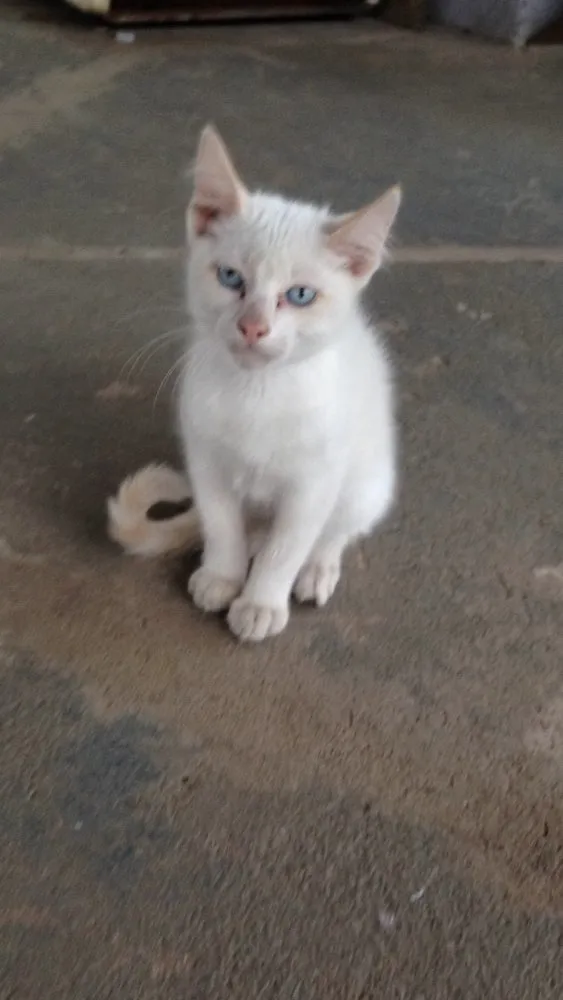 Gato raça Siamês  idade 7 a 11 meses nome Godofredo 