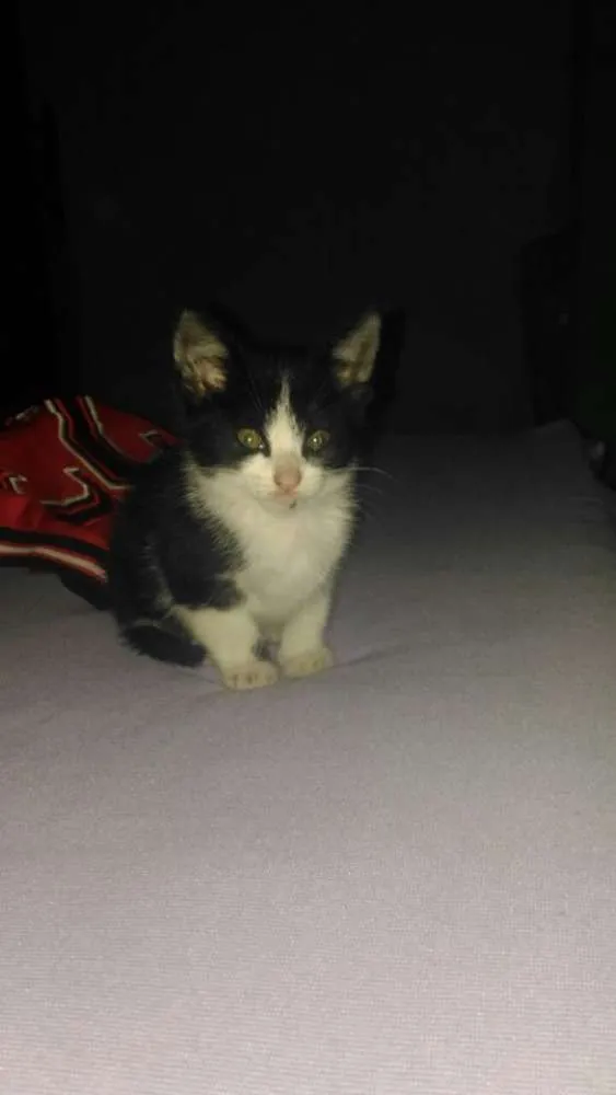 Gato ra a vira-lata idade Abaixo de 2 meses nome Sem nome