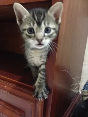 Gato raça SRD idade Abaixo de 2 meses nome Rajadinha 
