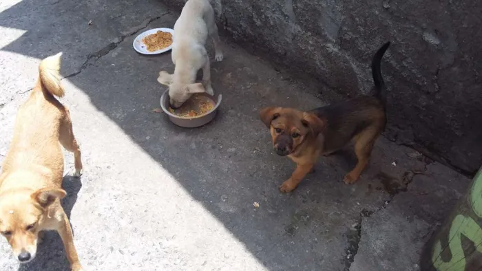 Cachorro ra a Vira lata idade 2 a 6 meses nome Sem nome