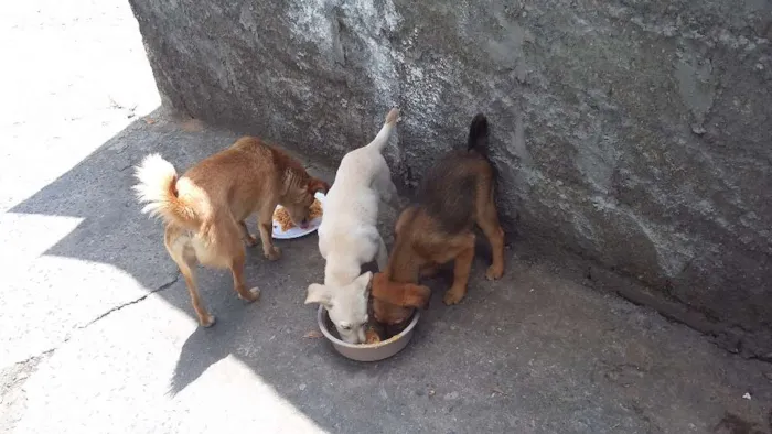 Cachorro ra a Vira lata idade 2 a 6 meses nome Sem nome