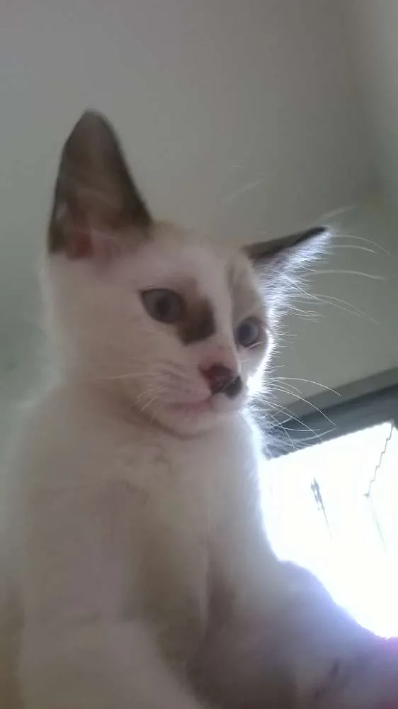 Gato ra a SRD idade 2 a 6 meses nome Agenor