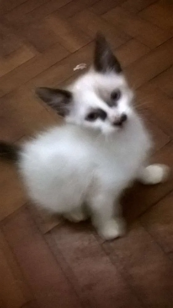 Gato ra a SRD idade 2 a 6 meses nome Agenor