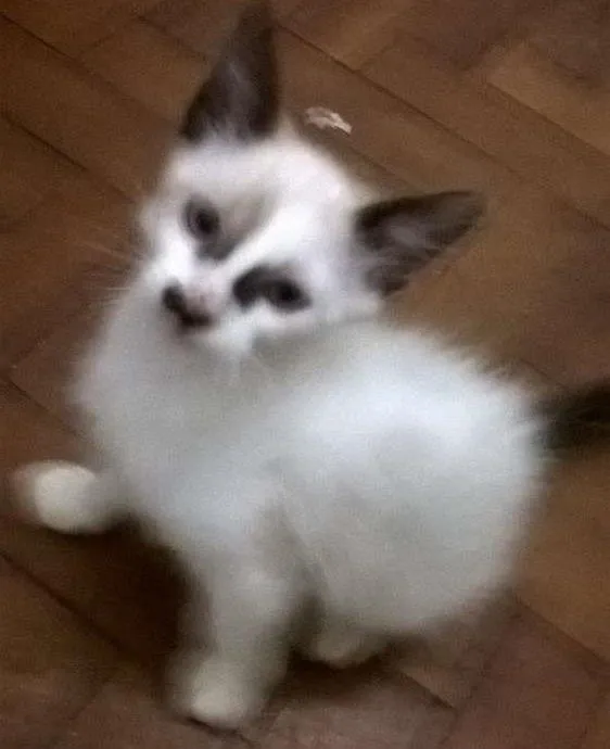 Gato ra a SRD idade 2 a 6 meses nome Agenor