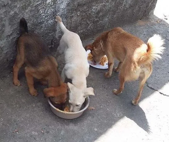 Cachorro ra a Vira lata idade 2 a 6 meses nome Sem nome