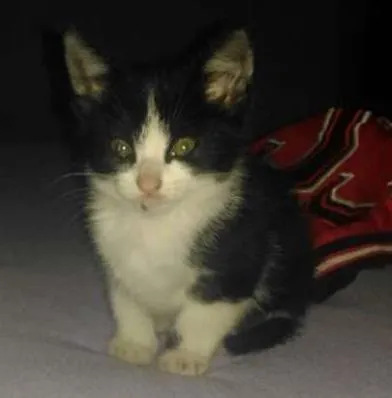 Gato ra a vira-lata idade Abaixo de 2 meses nome Sem nome