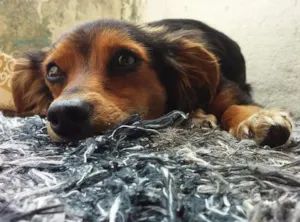Cachorro raça Desconhecida idade  nome Aurora
