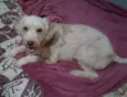 Belinha