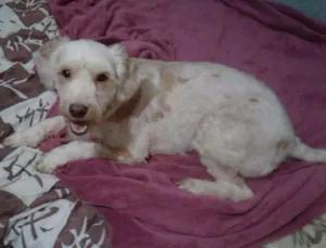 Cachorro raça Poodle idade 7 a 11 meses nome Belinha