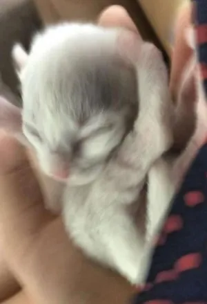 Gato raça  idade Abaixo de 2 meses nome filhotes