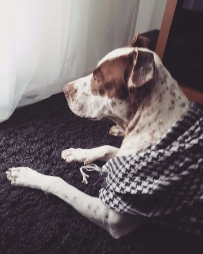 Cachorro ra a Pit-Bull C/ Pointer idade 2 anos nome Ragnar