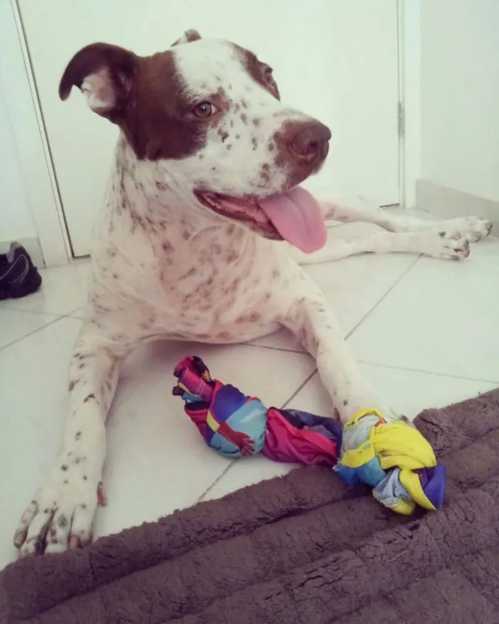 Cachorro ra a Pit-Bull C/ Pointer idade 2 anos nome Ragnar