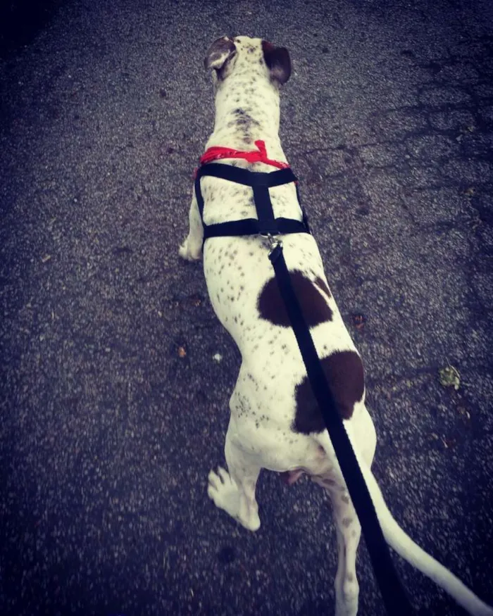 Cachorro ra a Pit-Bull C/ Pointer idade 2 anos nome Ragnar