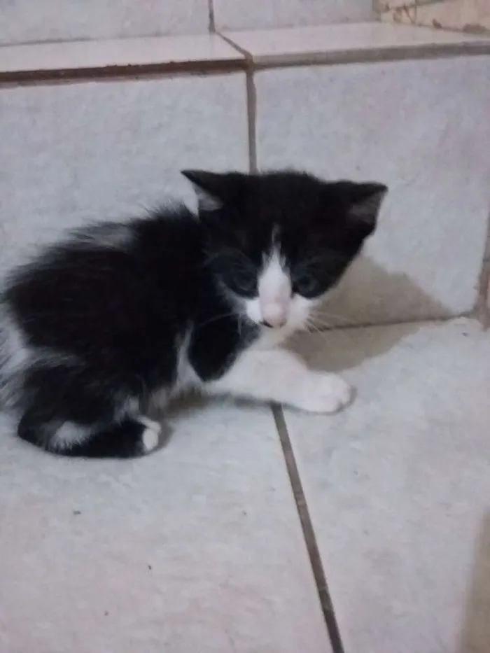 Gato ra a SRD idade 2 a 6 meses nome Zorro