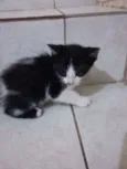 Zorro