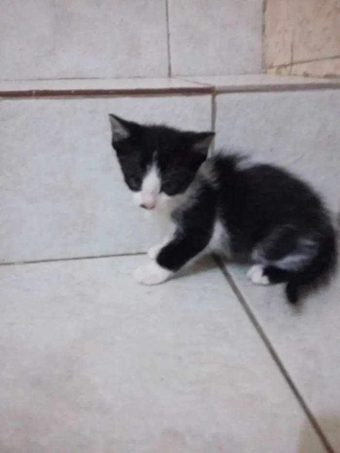 Gato ra a SRD idade 2 a 6 meses nome Zorro