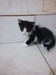 Zorro