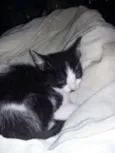 Zorro