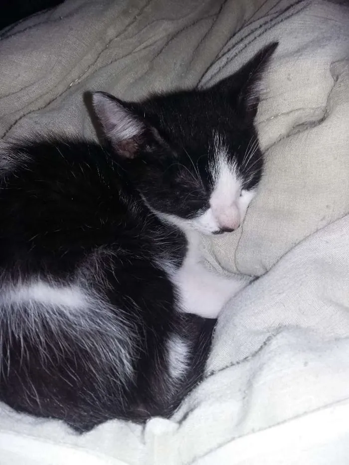 Gato ra a SRD idade 2 a 6 meses nome Zorro