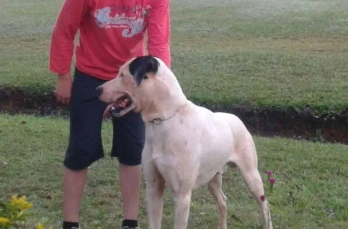 Cachorro ra a rnd idade 2 anos nome Brutus