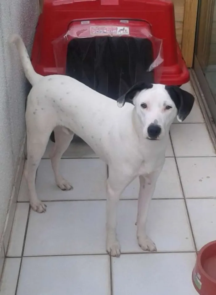 Cachorro ra a rnd idade 2 anos nome Brutus