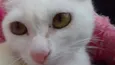 Lili