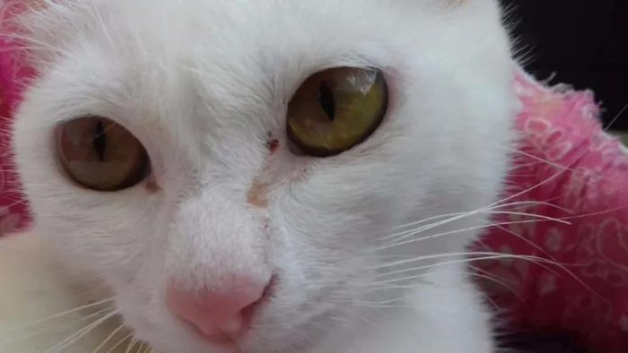 Gato ra a Viralata idade 7 a 11 meses nome Lili