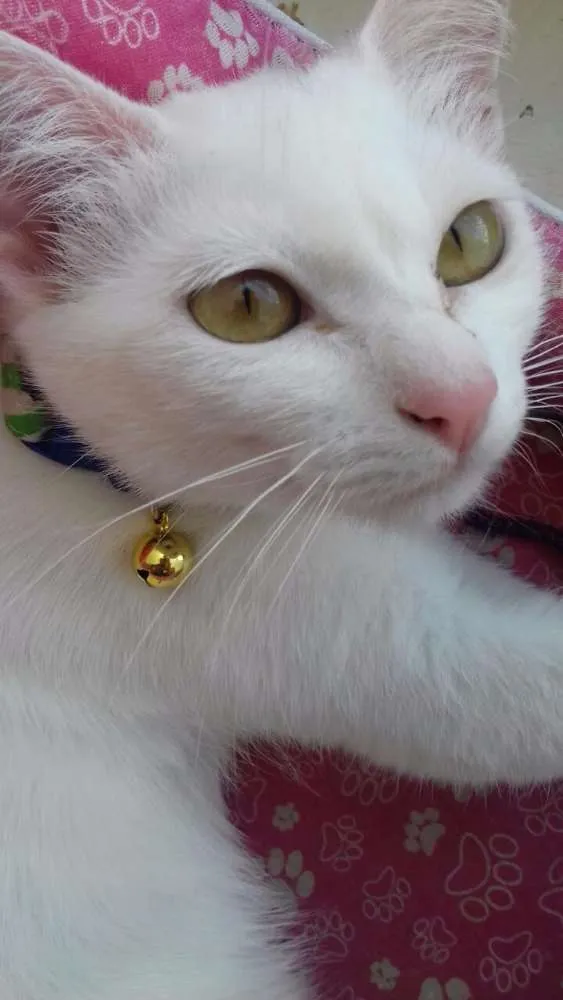 Gato ra a Viralata idade 7 a 11 meses nome Lili