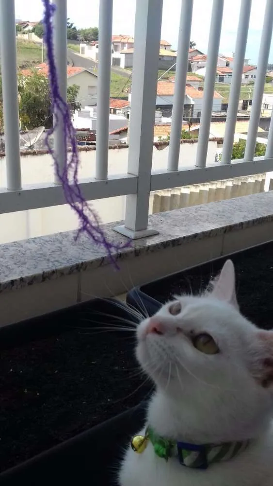 Gato ra a Viralata idade 7 a 11 meses nome Lili