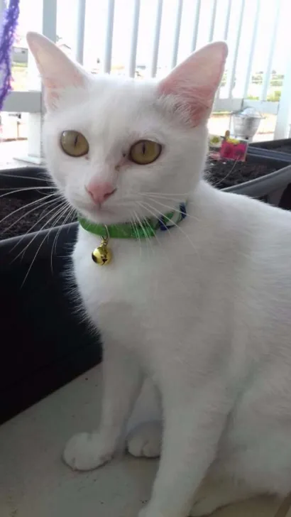 Gato raça Viralata idade 7 a 11 meses nome Lili