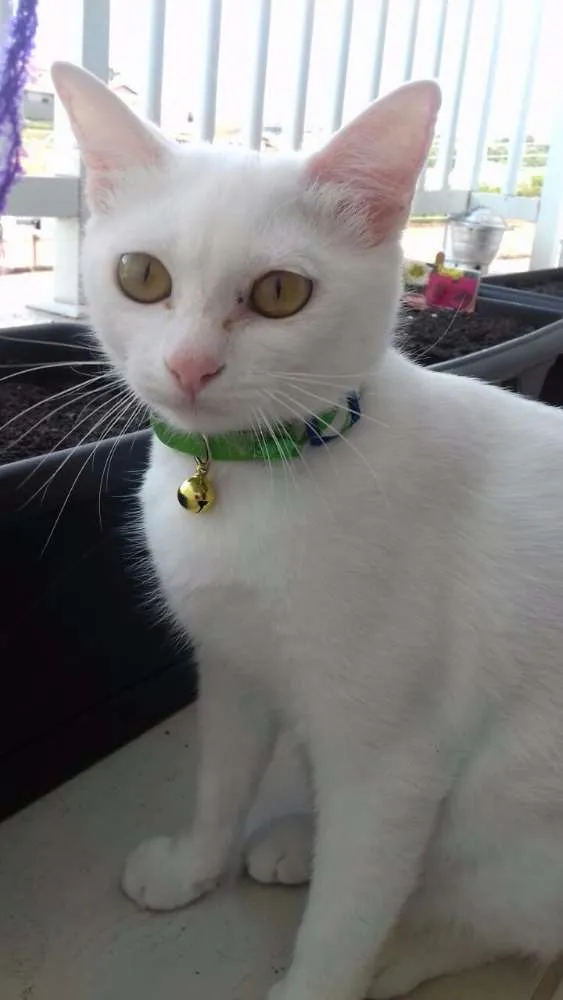 Gato ra a Viralata idade 7 a 11 meses nome Lili
