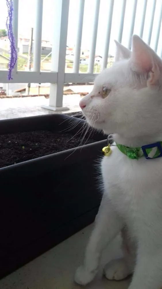 Gato ra a Viralata idade 7 a 11 meses nome Lili