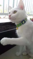 Lili