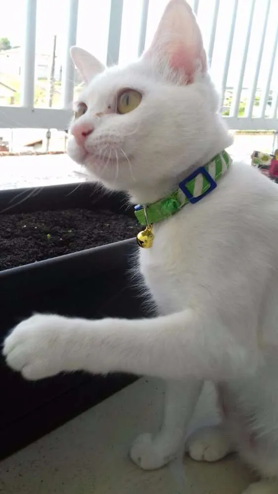 Gato ra a Viralata idade 7 a 11 meses nome Lili