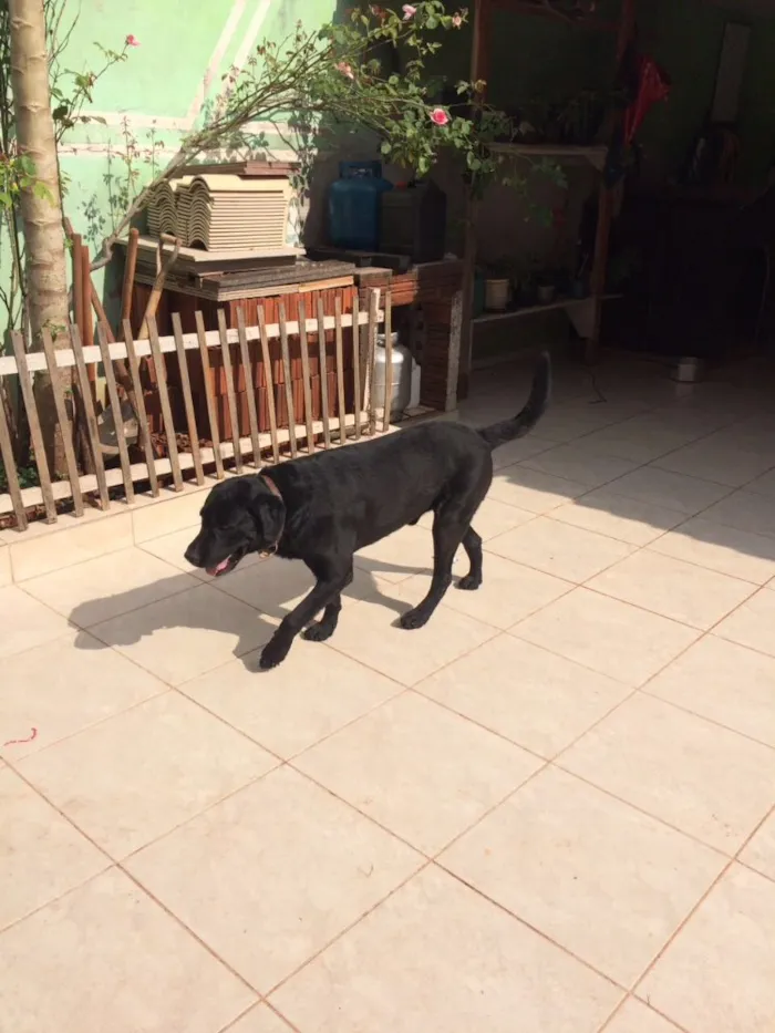 Cachorro ra a Labrador  idade 5 anos nome Marley