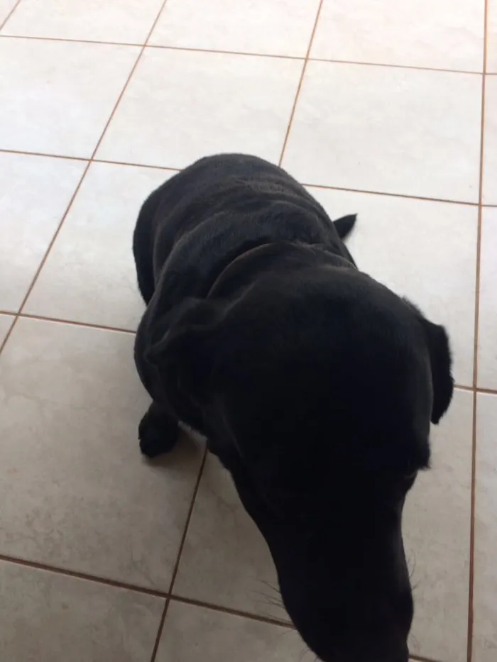 Cachorro ra a Labrador  idade 5 anos nome Marley