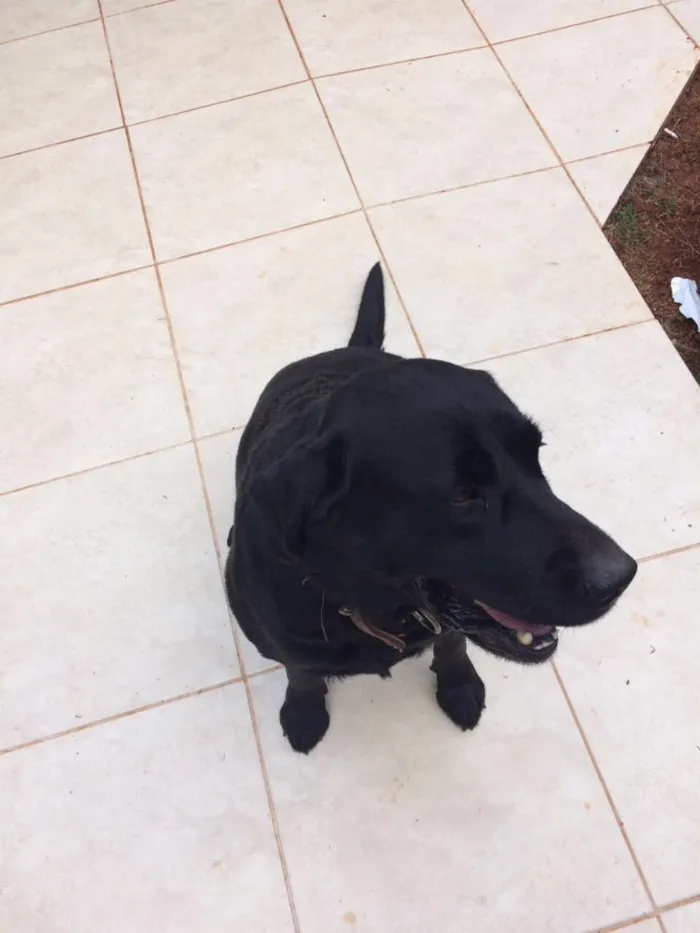 Cachorro ra a Labrador  idade 5 anos nome Marley